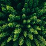 Aerial,View,Of,Green,Summer,Forest,With,Spruce,And,Pine